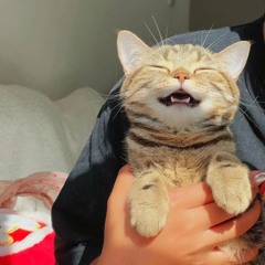 Mr.Fergus