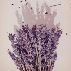 LAVENDER 라벤더