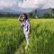 Sangay Wangmo