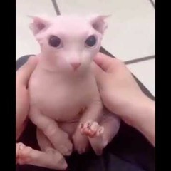 bruh