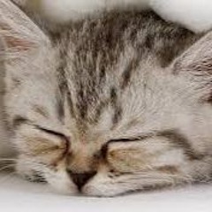 NonMagicKitty