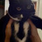 Catttttttttttt