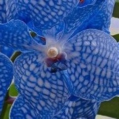 Blue Vanda
