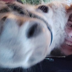Chubz 🐎