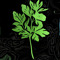 Young Cilantro