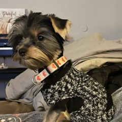 daniel marino/amy marino