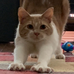 Flesh Blood Concrete - Cosmonaut