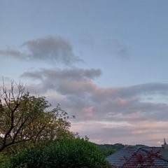 sunnypigeon