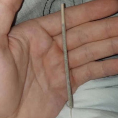 ray shotcha