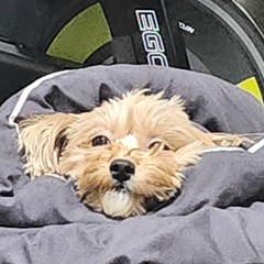 압고기