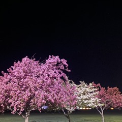 Delight