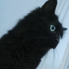 BlackCat_SPECİAL