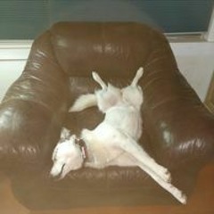 Linda Finkelstein Swartz Wade