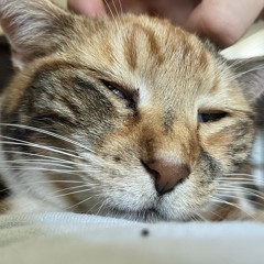 Gonga