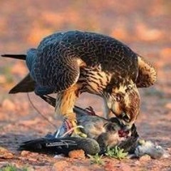اسهيل اسهيل