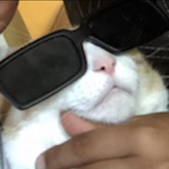 The fat cat