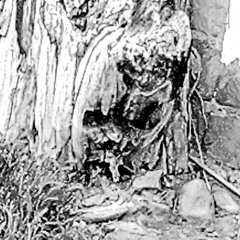 Nikusha Natsvlishvili