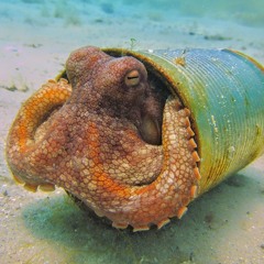 EtheralSquid
