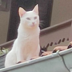 mano _c
