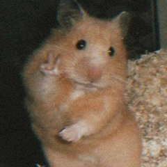 lildahamster
