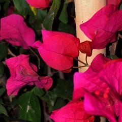 K7🌷