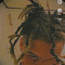 LYRIC2WILD
