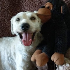 Glittlerypaper triumph