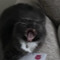 Zoink