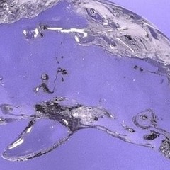 The New Dolphin Company