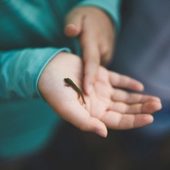 Dancing salamanders