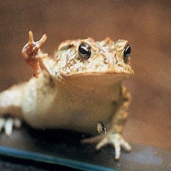 frog