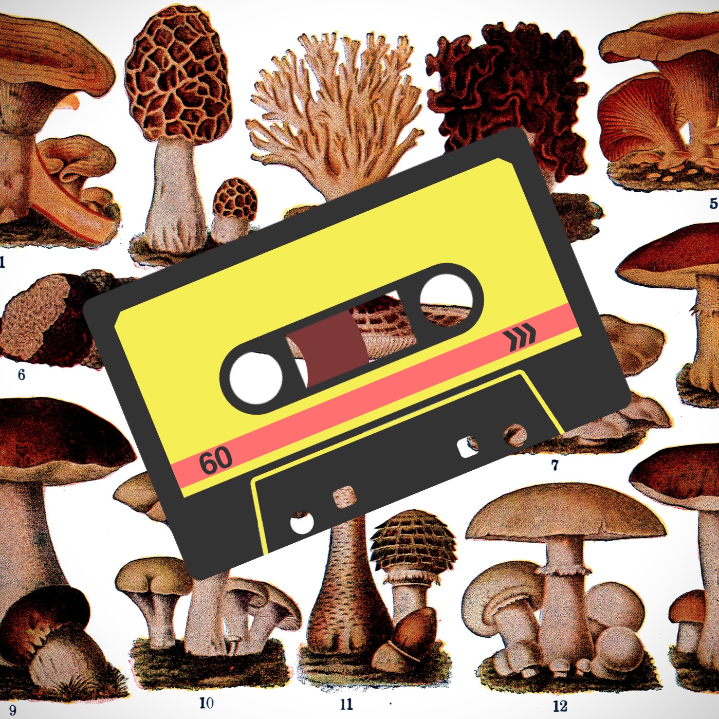 Get Fit Get Fungi