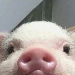 zorzi