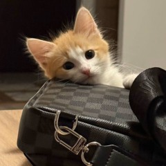 moneyceo
