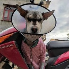 Gấuu Lớn