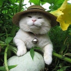 멜론 파는 고양이