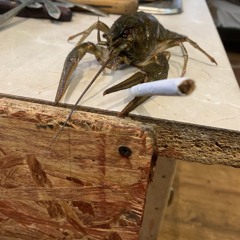 EbalKrokus