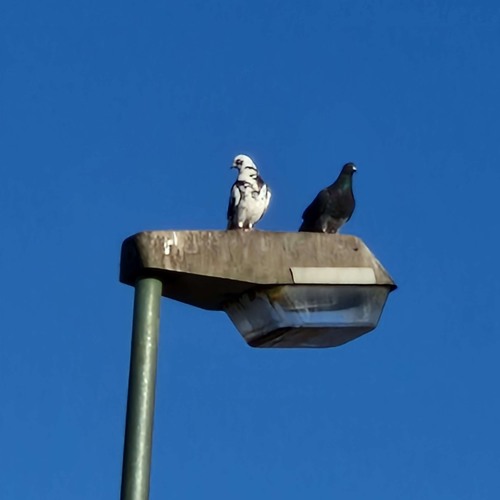 Stream strange music | Listen to songs, albums, playlists for free on ...