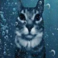 cat under the water
