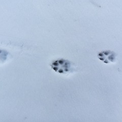 세이