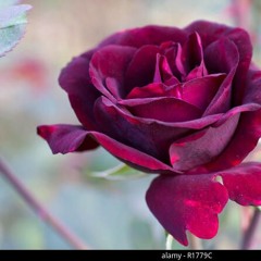 Roobiulislam121