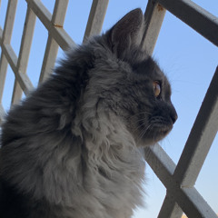 زينة