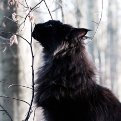 ~♤IncubusDemon♤~