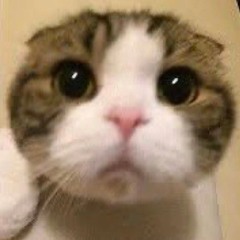 も
