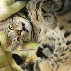 토르