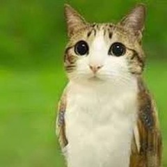 meowl original canon yeah!!🤑