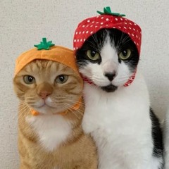 Meoww.ae