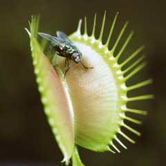 FlyTrap
