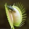 FlyTrap