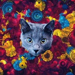 TomyCat cuenta 1